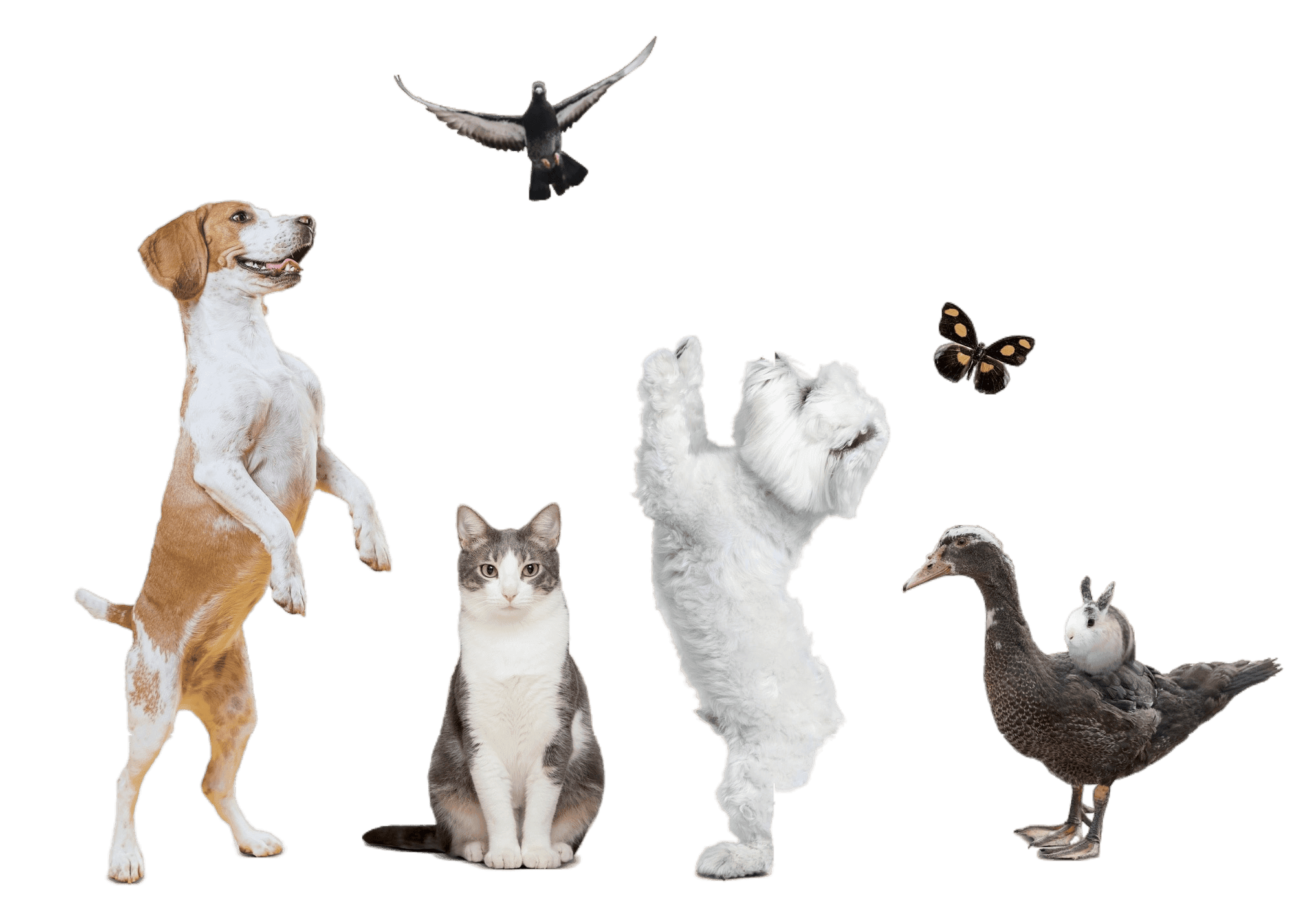 Mosaico de fotos mostrando diversos pets felizes e saudáveis cuidados por tutores usando o Agenda Pet